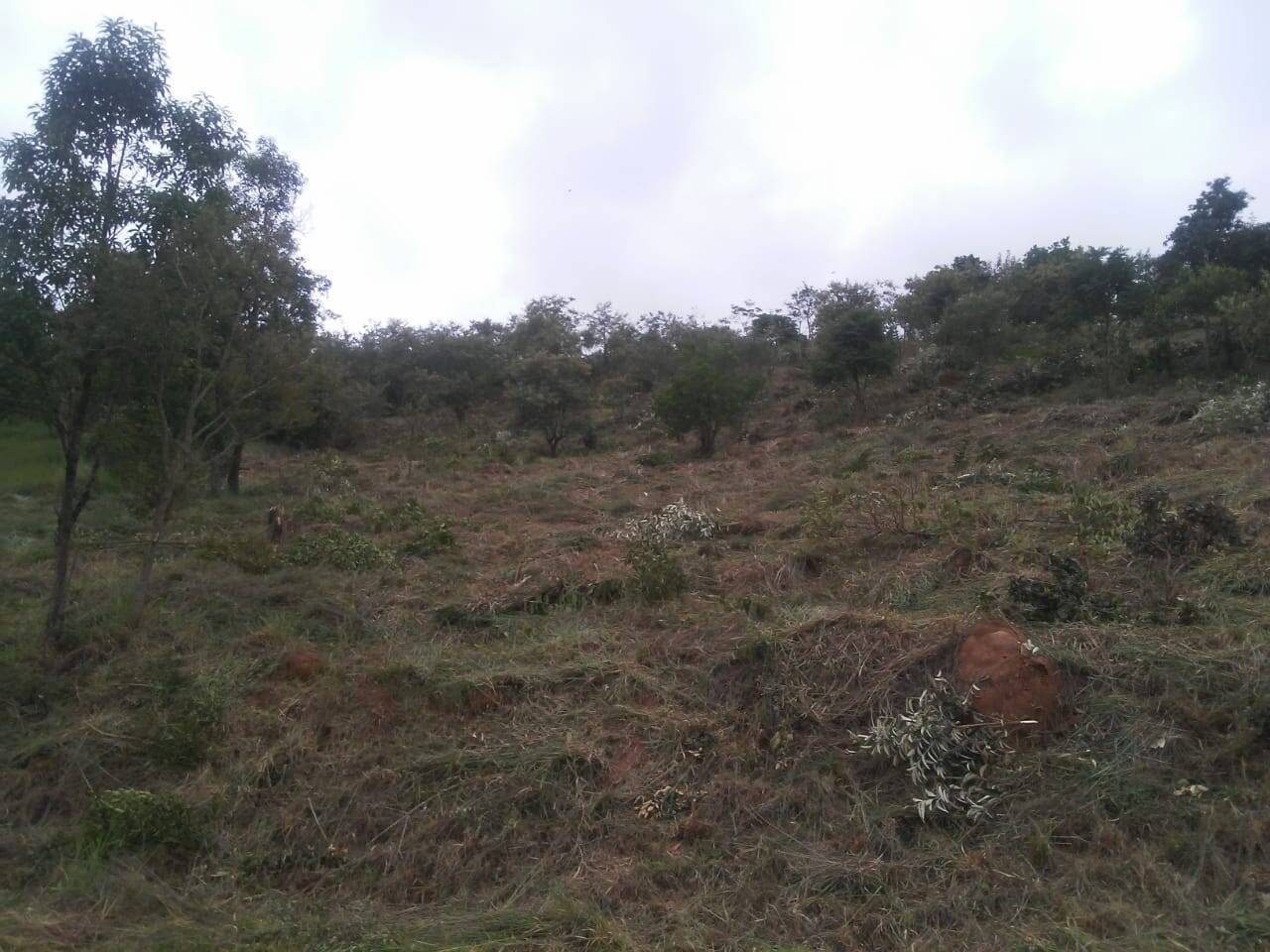 Terreno, 6460 m² - Foto 2